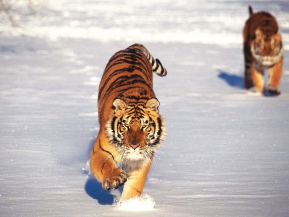 Free Send to Mobile Phone Tigers Animals wallpaper num.80