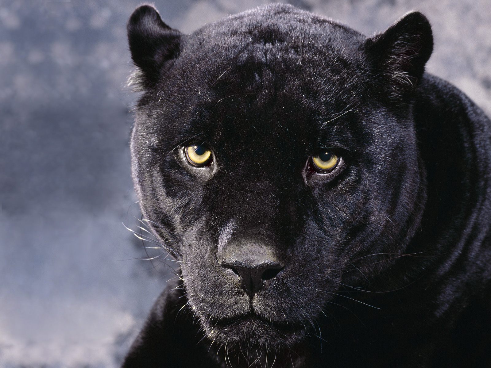 Download High quality Panthers wallpaper / Animals / 1600x1200