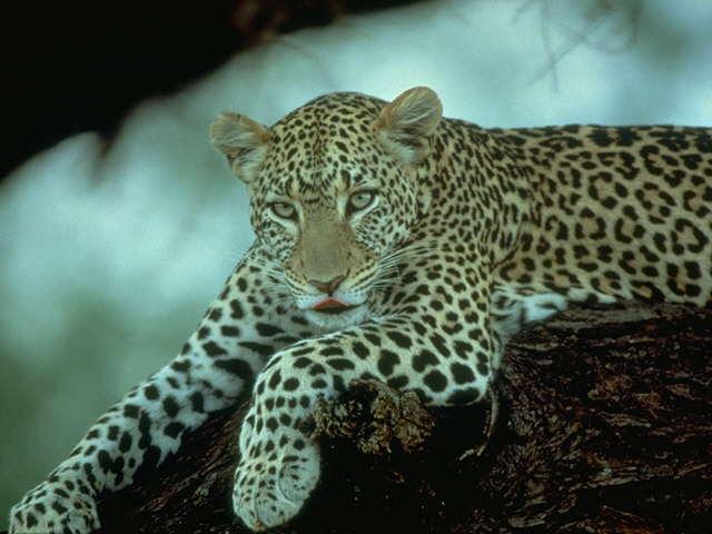 Full size Leopards and Cheetahs wallpaper / Animals / 640x480