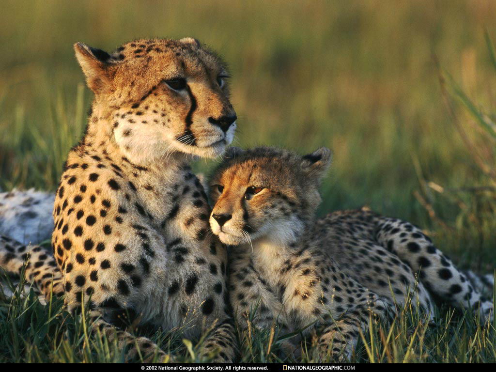 Download Leopards and Cheetahs / Animals wallpaper / 1024x768