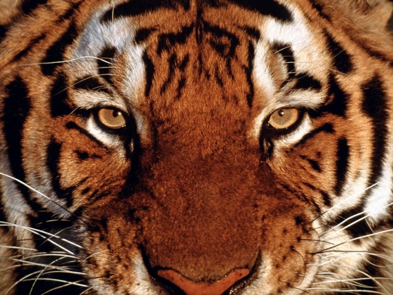 Free Send to Mobile Phone Tigers Animals wallpaper num.321