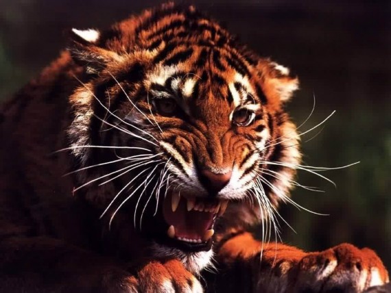 Free Send to Mobile Phone Tigers Animals wallpaper num.11