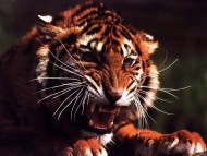 Tigers / Animals