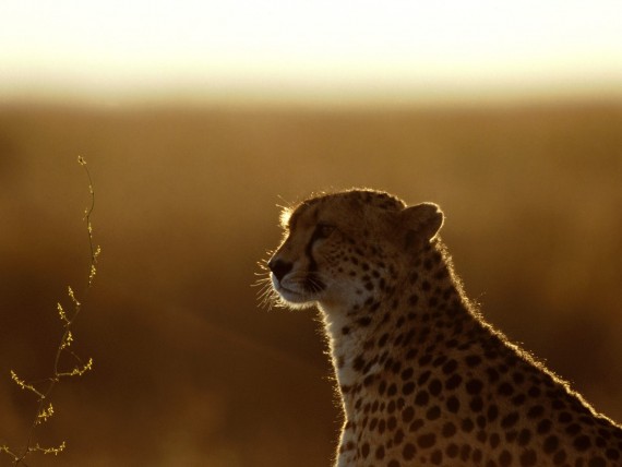 Free Send to Mobile Phone Leopards and Cheetahs Animals wallpaper num.43