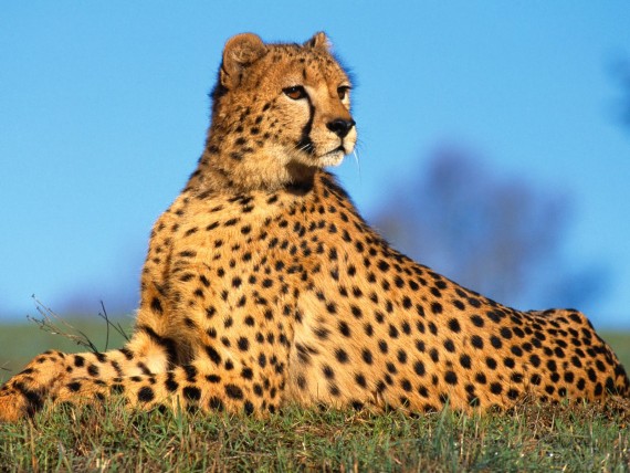 Free Send to Mobile Phone Leopards and Cheetahs Animals wallpaper num.130