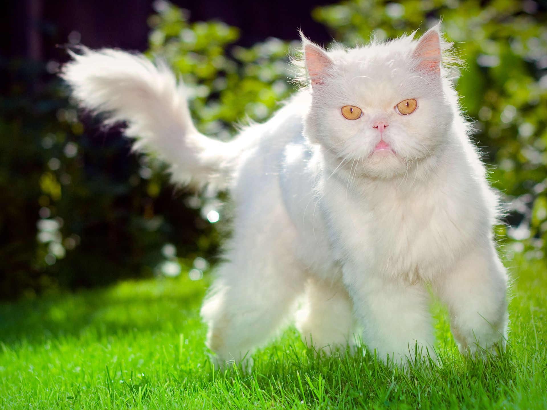 Download HQ white cat outdoor Cats wallpaper / 1920x1440