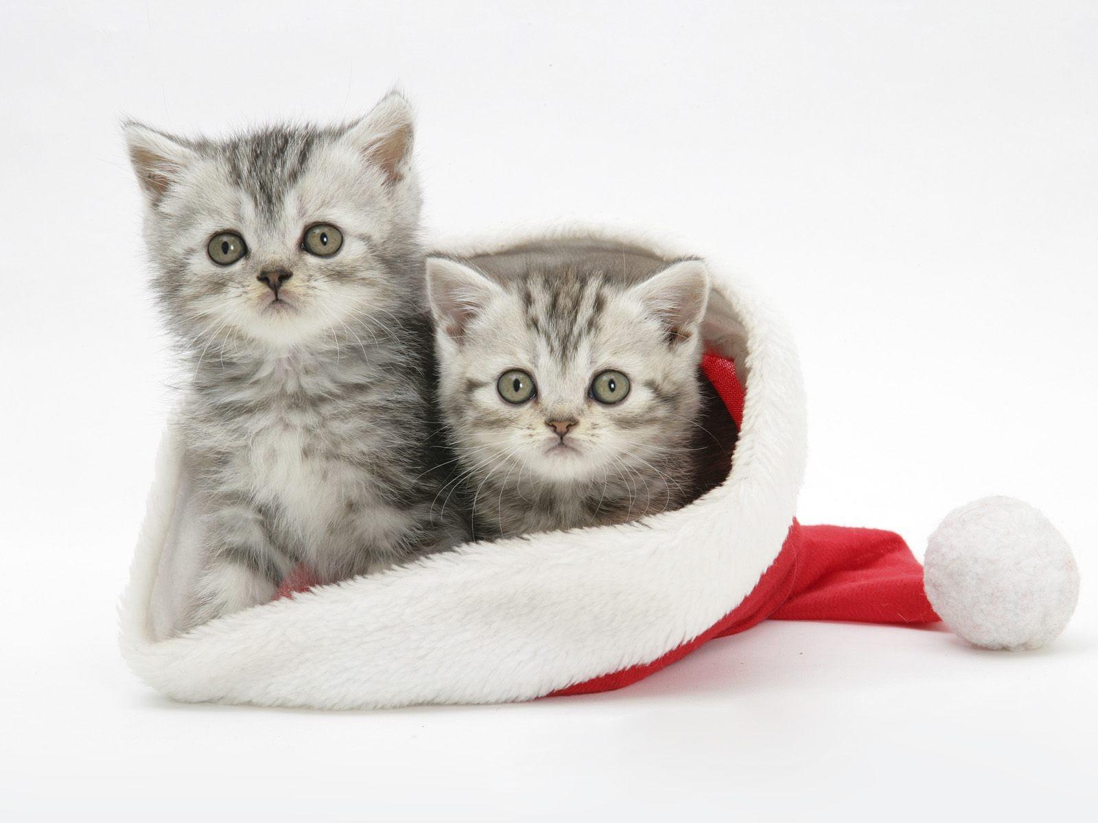 Download High quality two kitten santa hat Cats wallpaper / 1600x1200