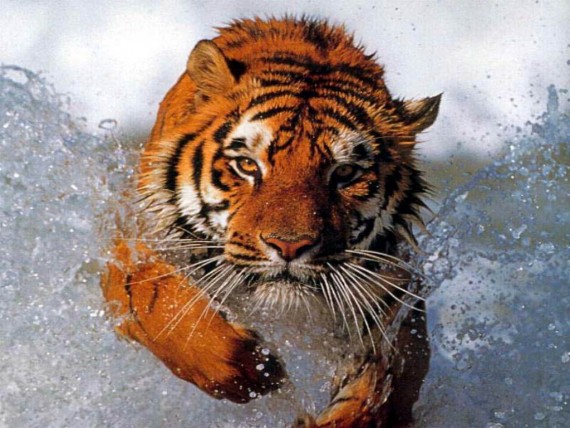 Free Send to Mobile Phone Tigers Animals wallpaper num.303