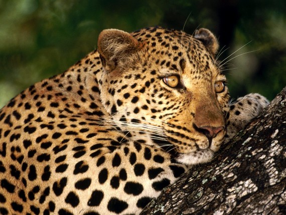 Free Send to Mobile Phone Leopards and Cheetahs Animals wallpaper num.200