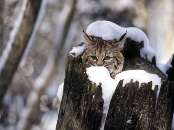 Free Send to Mobile Phone Lynxes Animals wallpaper num.69