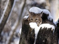 Download HQ Lynxes  / Animals