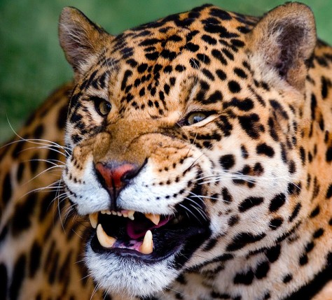 Free Send to Mobile Phone Leopards and Cheetahs Animals wallpaper num.368