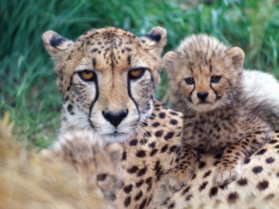 Free Send to Mobile Phone Leopards and Cheetahs Animals wallpaper num.128