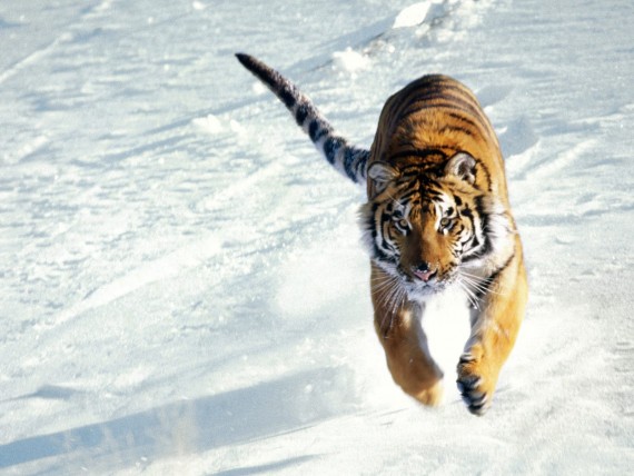 Free Send to Mobile Phone Tigers Animals wallpaper num.300