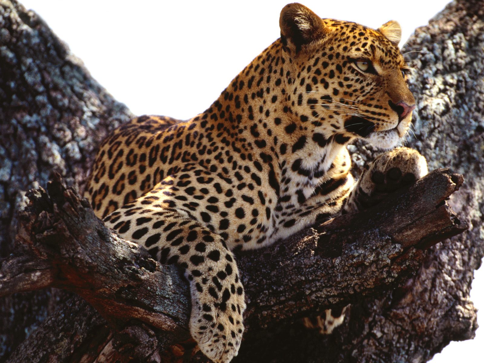 Download full size Leopards and Cheetahs wallpaper / Animals / 1600x1200