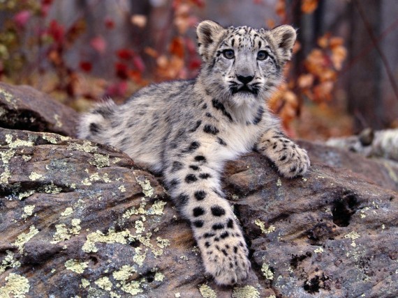 Free Send to Mobile Phone Leopards and Cheetahs Animals wallpaper num.274