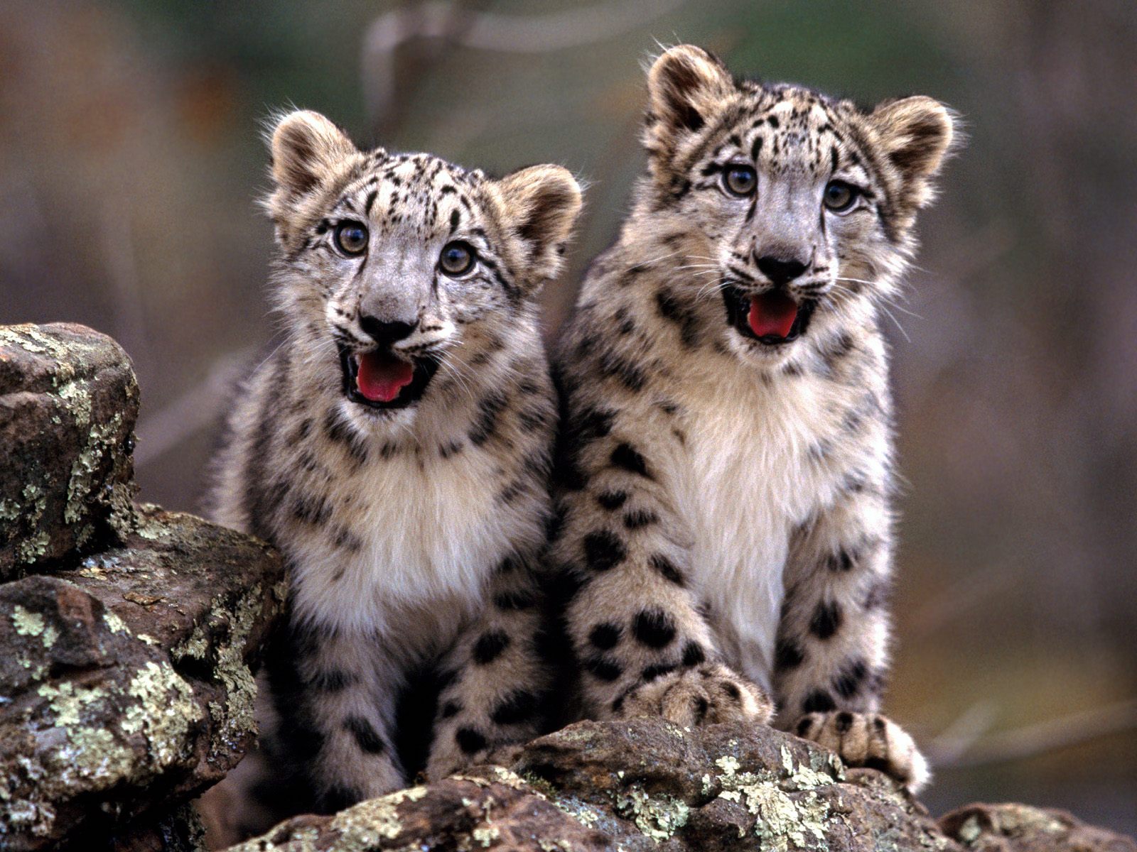 Download HQ Leopards and Cheetahs wallpaper / Animals / 1600x1200