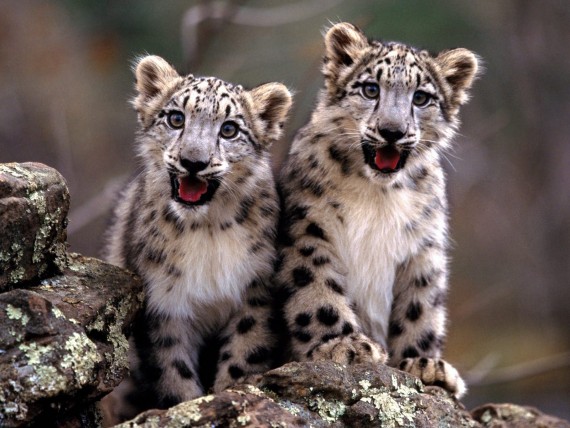 Free Send to Mobile Phone Leopards and Cheetahs Animals wallpaper num.123