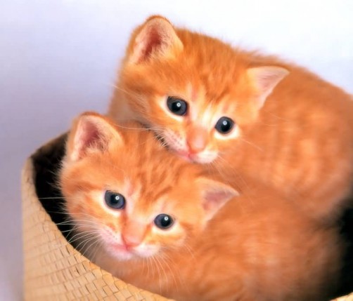 Free Send to Mobile Phone Cats Animals wallpaper num.176