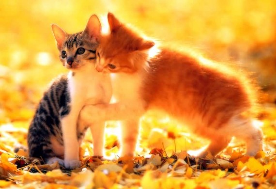 Free Send to Mobile Phone Cats Animals wallpaper num.363
