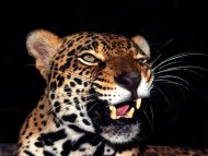 Leopards and Cheetahs / High quality Animals 