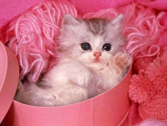 Free Send to Mobile Phone kitten Cats wallpaper num.472