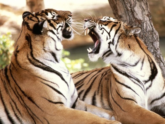 Free Send to Mobile Phone Tigers Animals wallpaper num.61