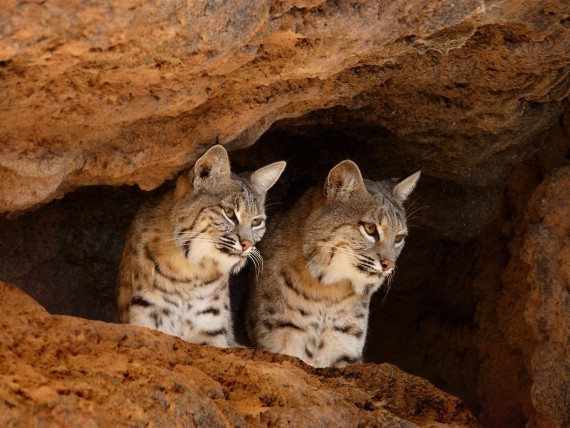 Free Send to Mobile Phone Lynxes Animals wallpaper num.75