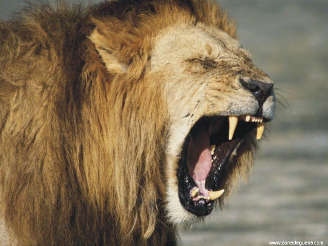 Download Lions / Animals wallpaper / 640x480