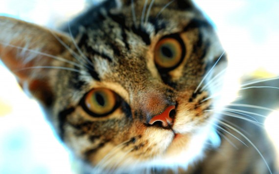 Free Send to Mobile Phone muzzle Cats wallpaper num.438