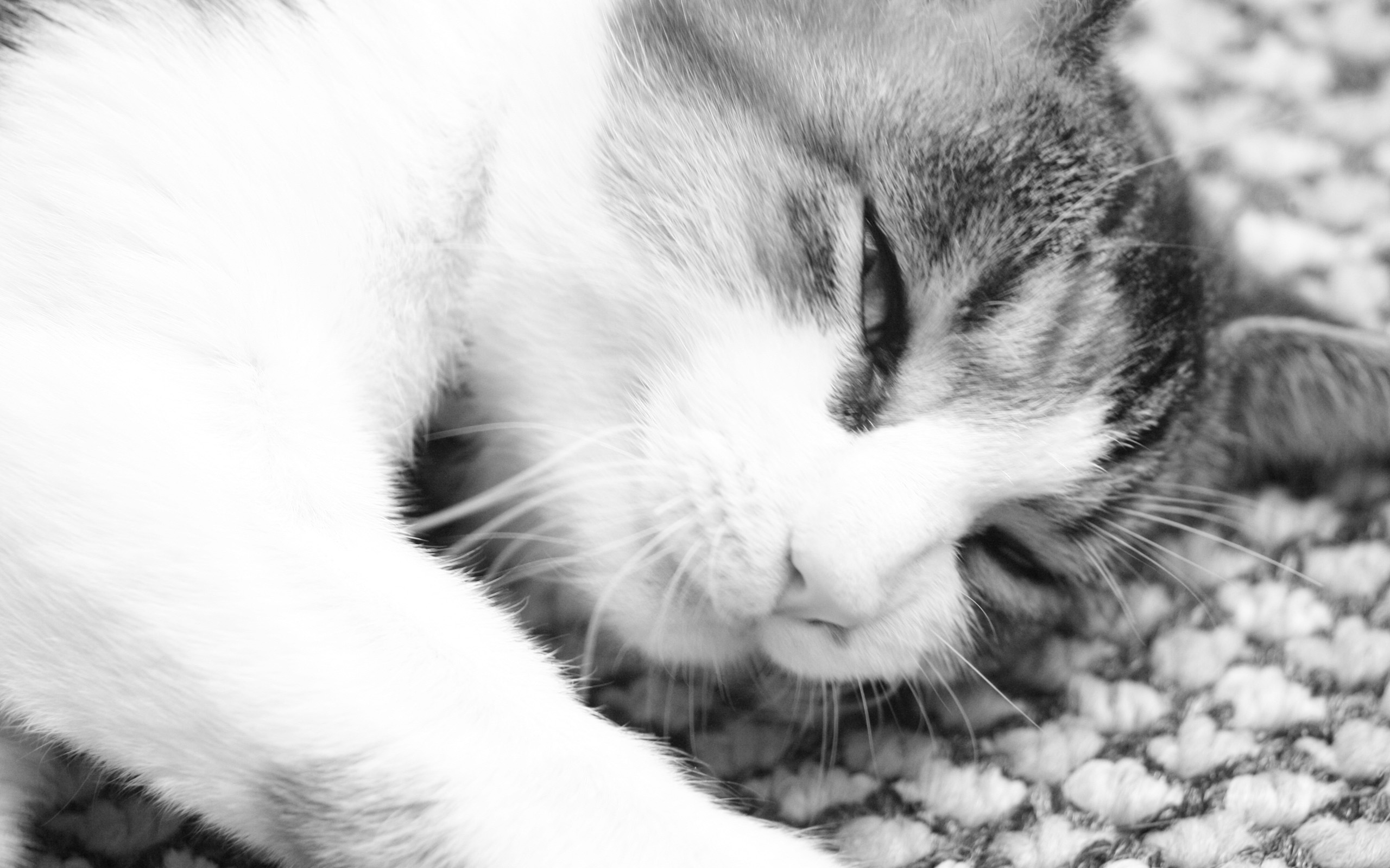 Download HQ Cats wallpaper / Animals / 2560x1600