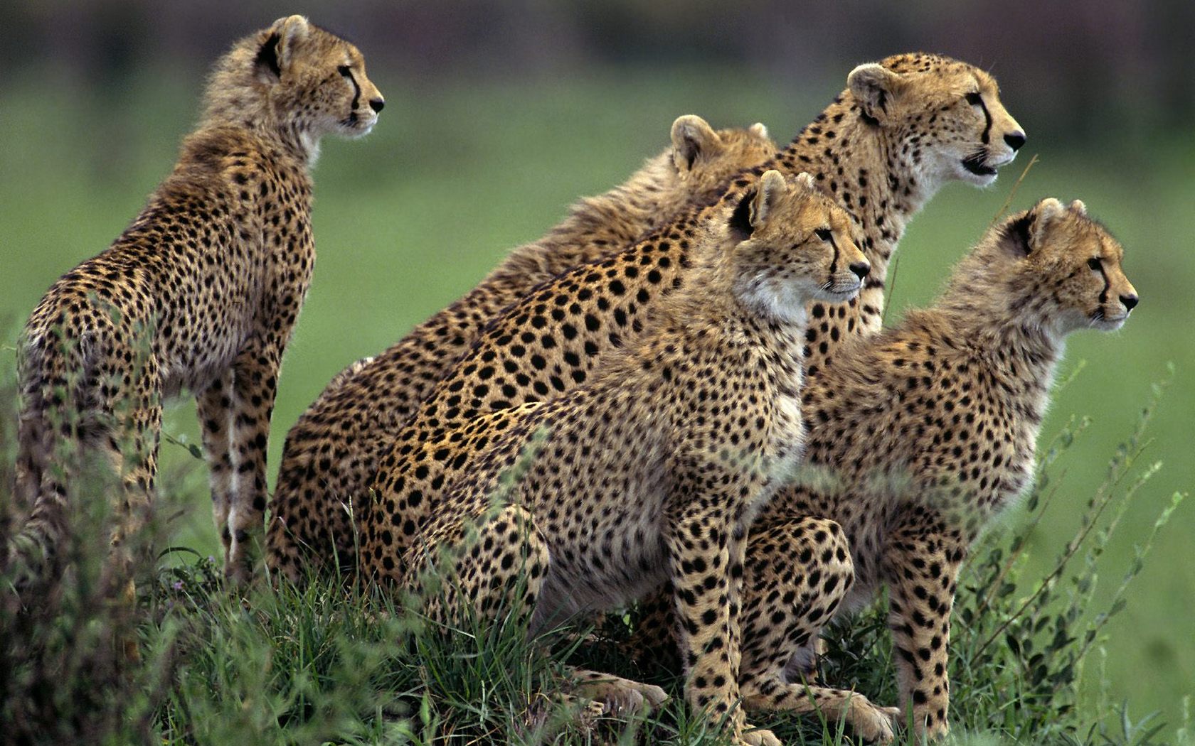 Download High quality Cheetahs in Africa Leopards and Cheetahs wallpaper / 1680x1050