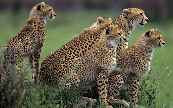 Free Send to Mobile Phone Cheetahs in Africa Leopards and Cheetahs wallpaper num.371