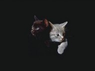Download Cats / Animals
