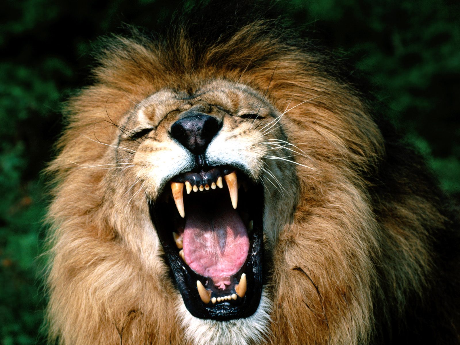 Download HQ Lions wallpaper / Animals / 1600x1200