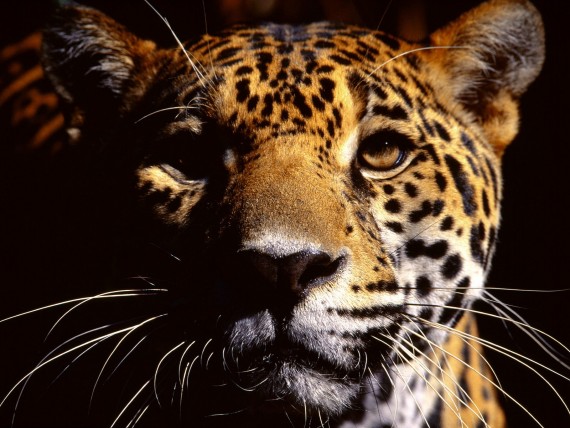 Free Send to Mobile Phone Leopards and Cheetahs Animals wallpaper num.322