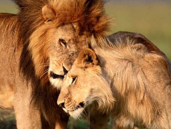 Free Send to Mobile Phone Lions Animals wallpaper num.107