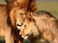 Download Lions / Animals