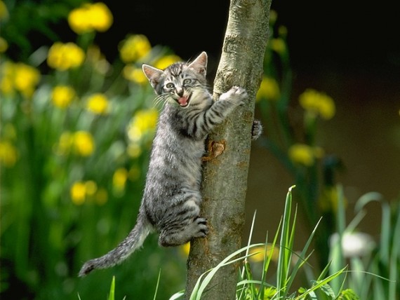 Free Send to Mobile Phone Cats Animals wallpaper num.341