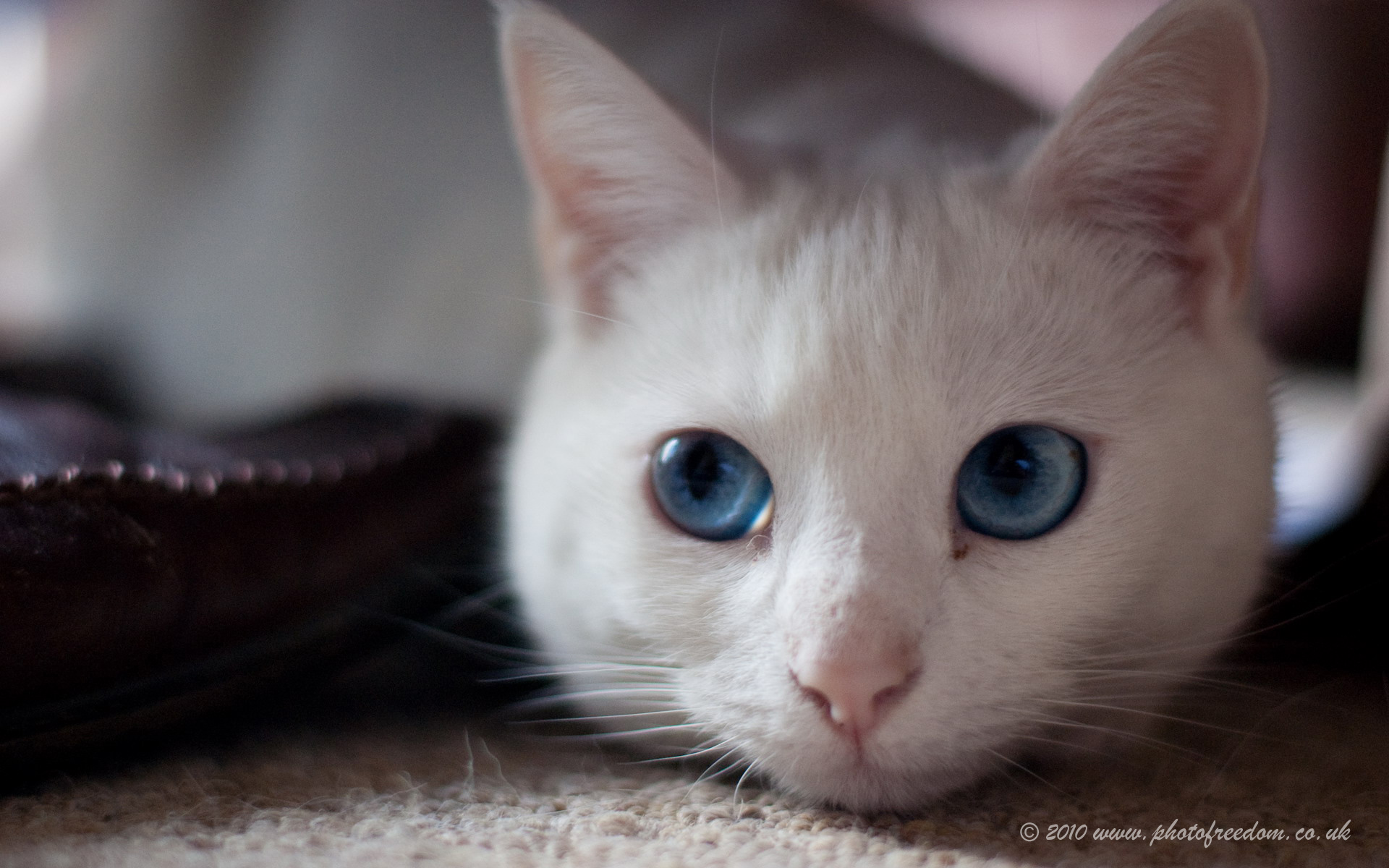Download High quality cat, white cat, blue eyed cat, blue eyes Cats wallpaper / 1920x1200