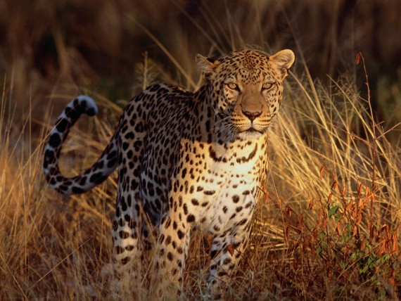 Free Send to Mobile Phone Leopards and Cheetahs Animals wallpaper num.162