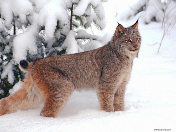 Free Send to Mobile Phone Lynxes Animals wallpaper num.27