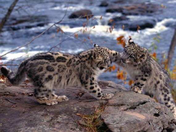 Free Send to Mobile Phone Leopards and Cheetahs Animals wallpaper num.168