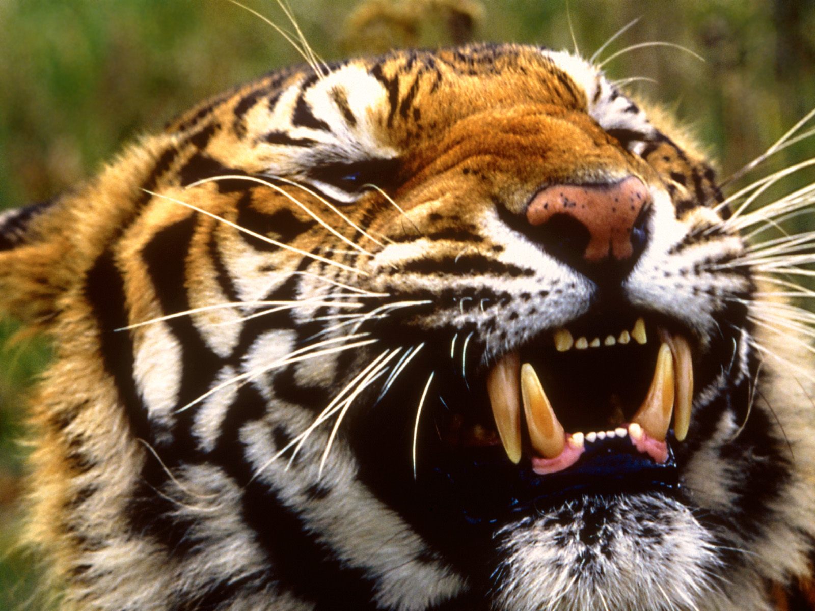 Download HQ Tigers wallpaper / Animals / 1600x1200
