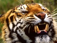 Tigers / HQ Animals 