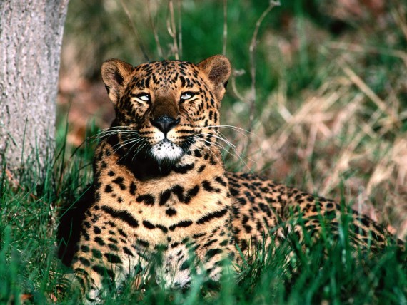 Free Send to Mobile Phone Leopards and Cheetahs Animals wallpaper num.226