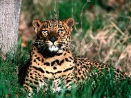 Download Leopards and Cheetahs / Animals