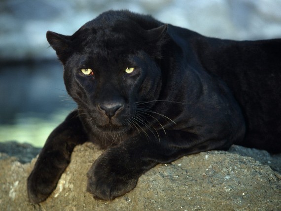 Free Send to Mobile Phone Panthers Animals wallpaper num.65