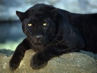 Panthers / Animals