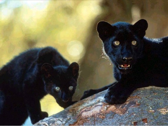 Free Send to Mobile Phone Panthers Animals wallpaper num.224